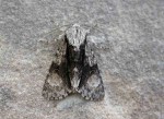 73.036 BF2281 - Alder Moth - Noctuidae - Acronicta alni