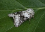 73.271 BF2163 - Broom Moth - Noctuidae - Ceramica pisi