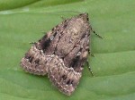 73.062 BF2297 - Copper Underwing - Noctuidae - Amphipyra pyramidea