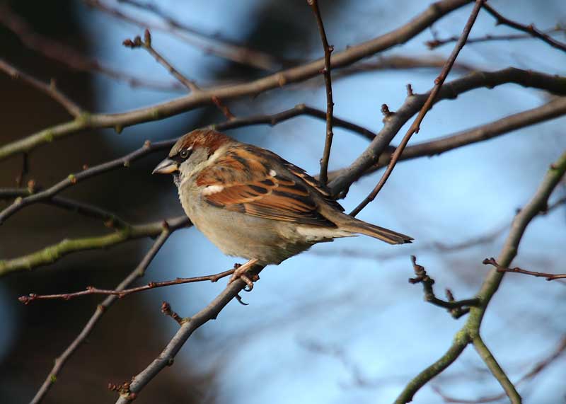 House-Sparrow-male