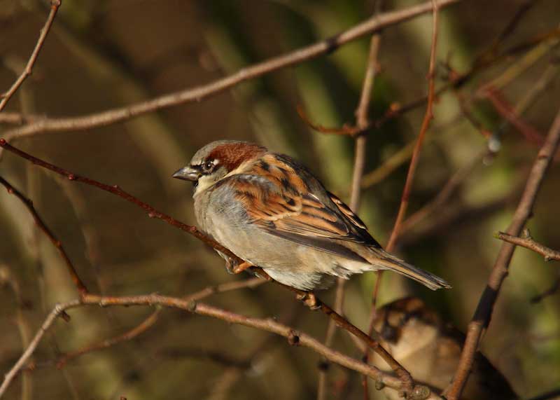 House-Sparrow-male