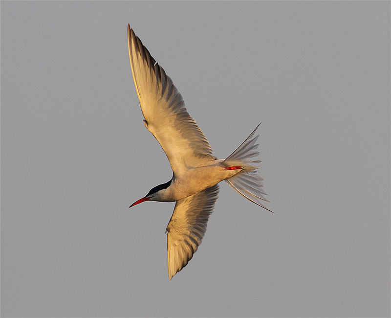 Common-Tern-09202948