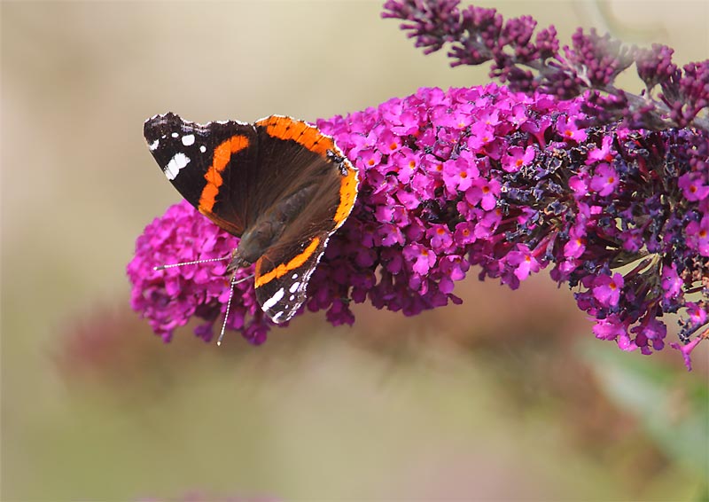 Red-Admiral-25413157