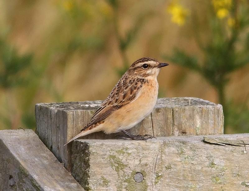 Whinchat-23823139