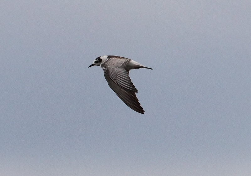 White-winged-Black-Tern-31953224