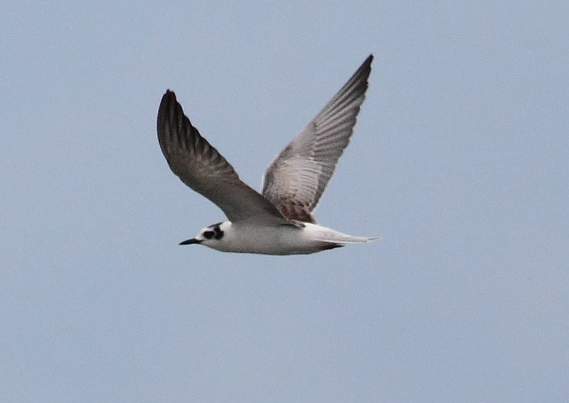White-winged-Black-Tern-32063227