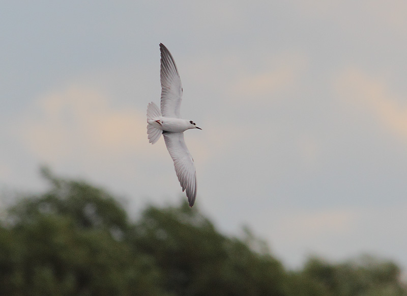 White-winged-Black-Tern-32533225