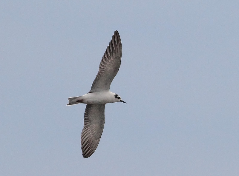 White-winged-Black-Tern-33623226