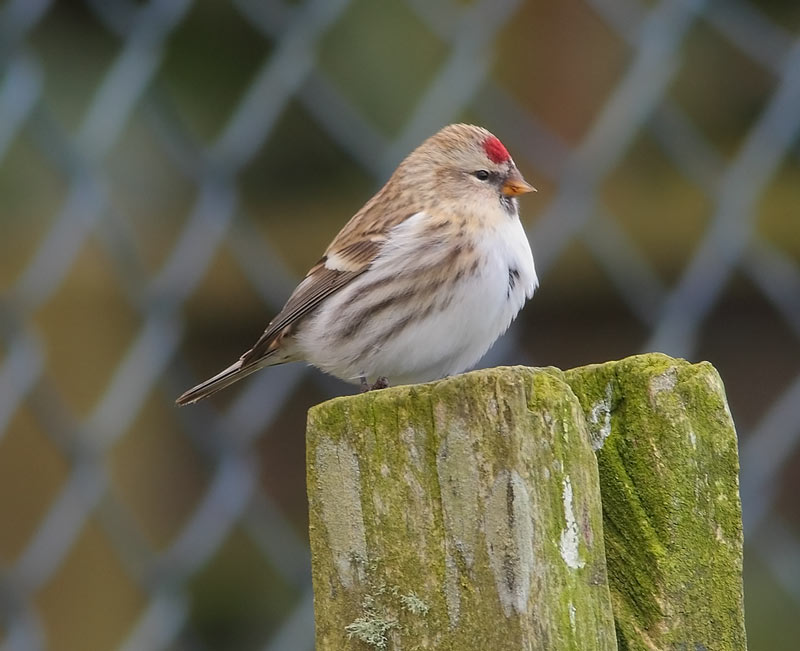 NW-Redpoll-45763322