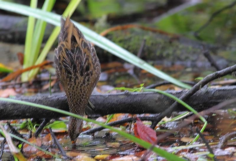 Spotted-Crake-60243463