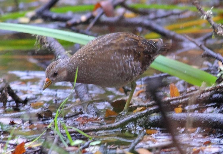 Spotted-Crake-61723471