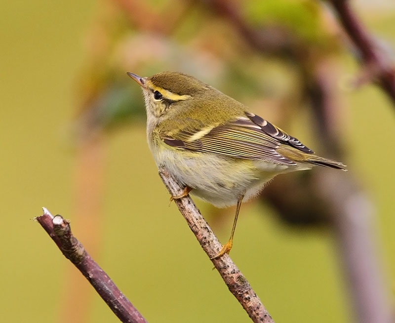 Yellow-browed-40763295
