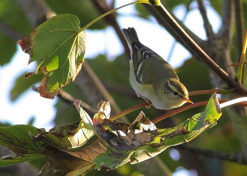 Yellow-browed-Warbler-59953461