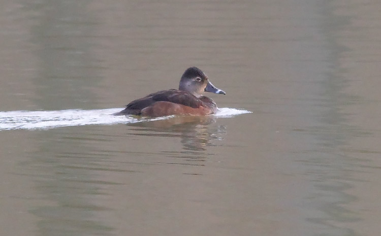 Ring-necked-Duck-93783722