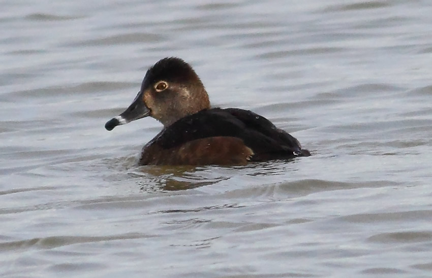 Ring-necked-Duck-93933723