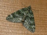 70.096 BF1761 - Autumn Green Carpet - Geometridae - Chloroclysta miata