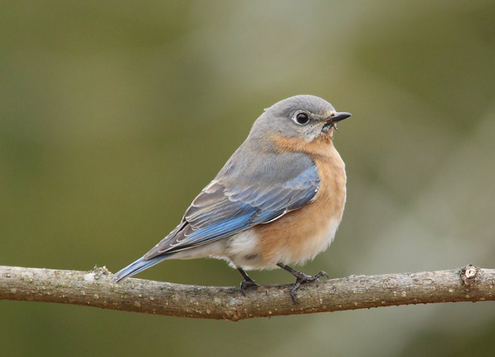Winter Birding in New Jersey, USA – PART TWO | tonydavisonphotography.com