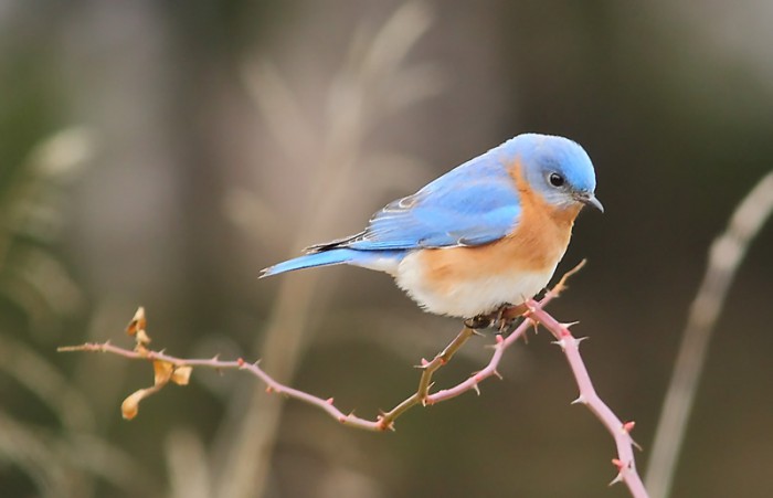 Winter Birding in New Jersey, USA – PART TWO | tonydavisonphotography.com