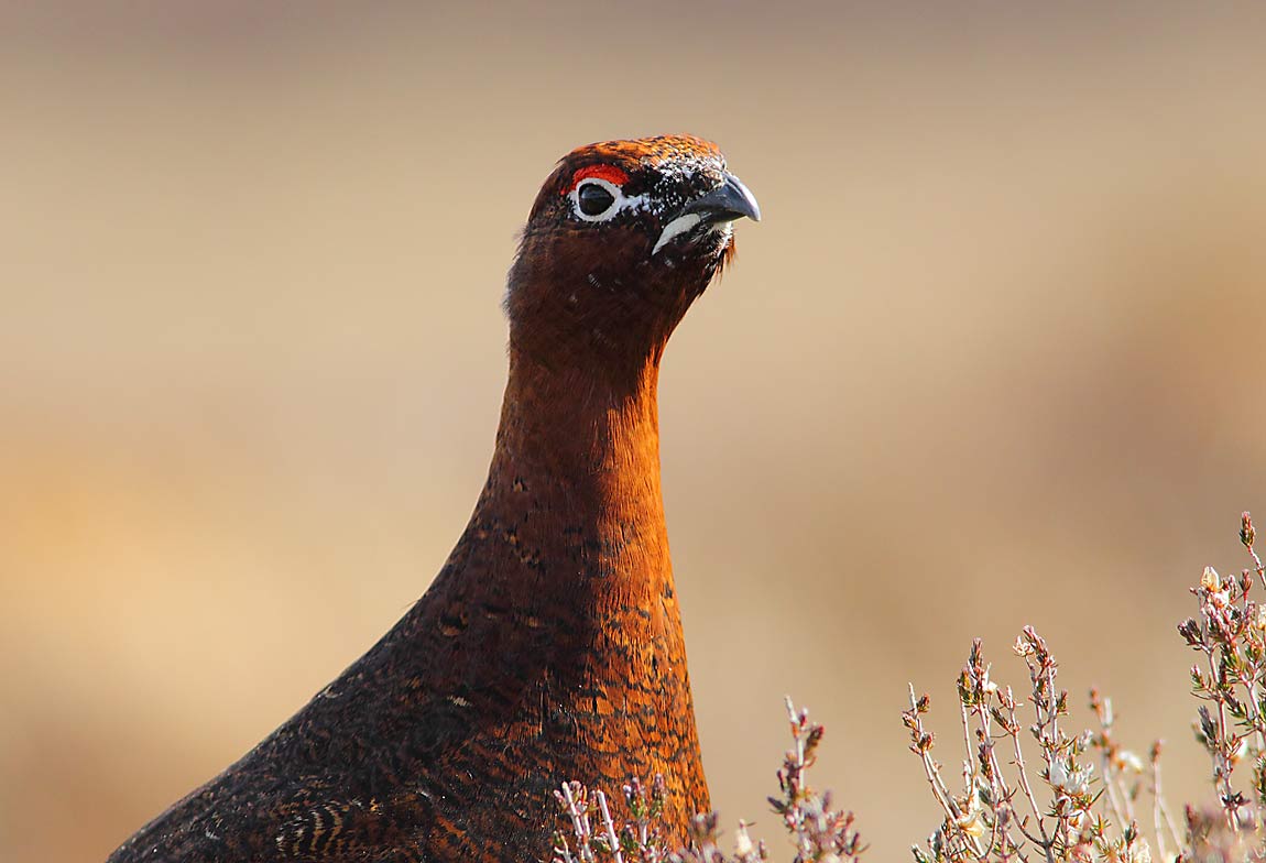 Red-Grouse-49484088