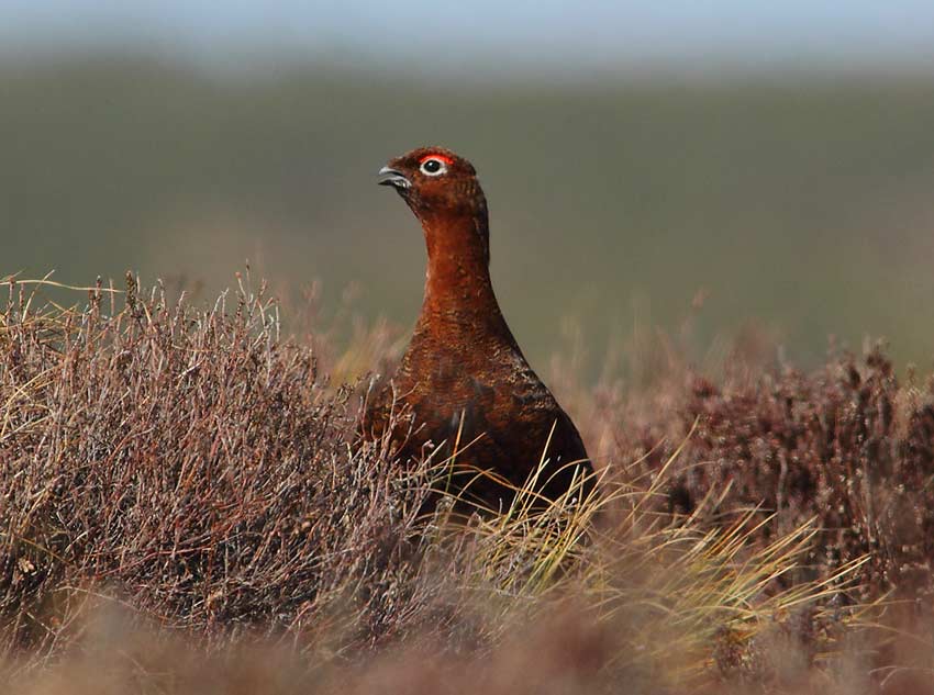 Red-Grouse-49764078