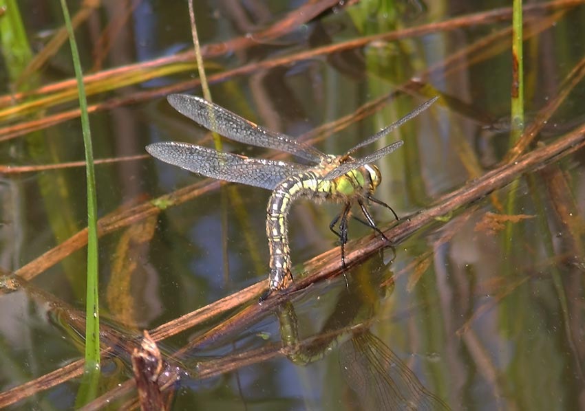 Hairy-Dragonfly-66854177