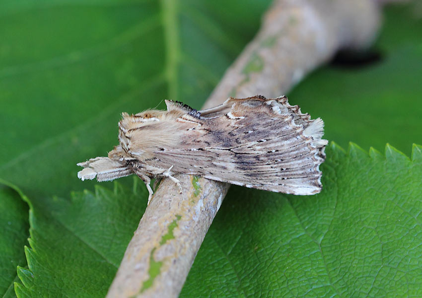 Pale-Prominent-61604149