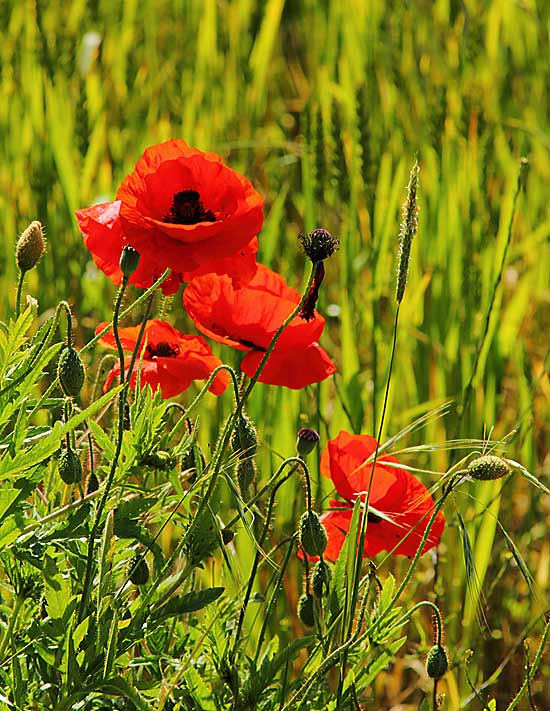 D-Day-Poppies-80804255