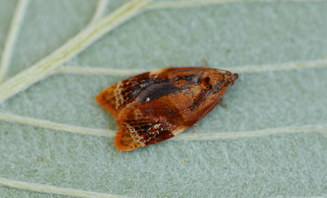 Red-barred Tortrix 09414270