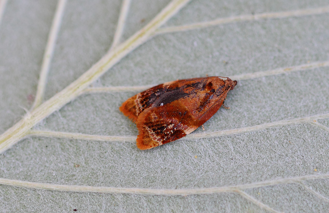 Red-barred Tortrix 09584271
