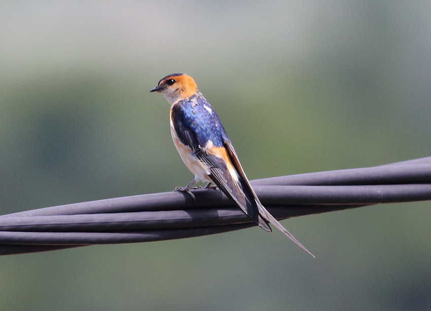 Red-rumped-Swallow-69114225