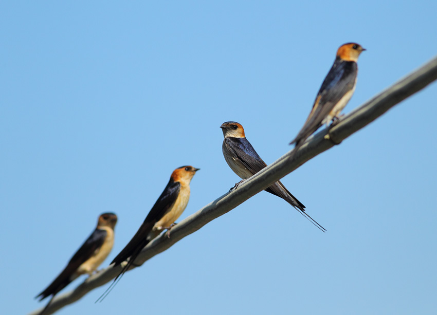 Red-rumped-Swallows-70324221