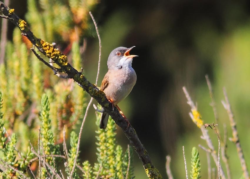 Spectacled-Warbler-78464248
