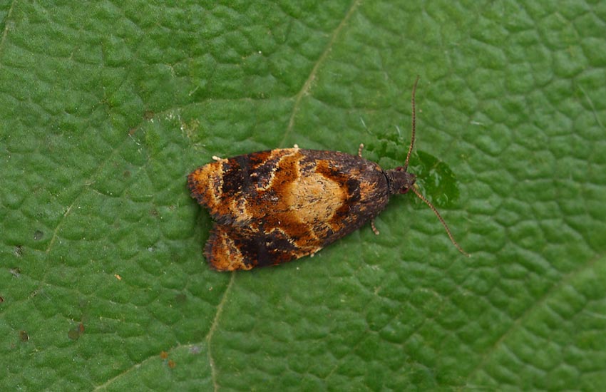 Red-barred-Tortrix-139716