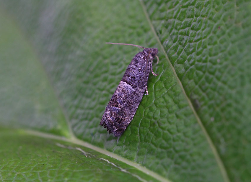 Spilonota-ocellana-Bud-Moth142818