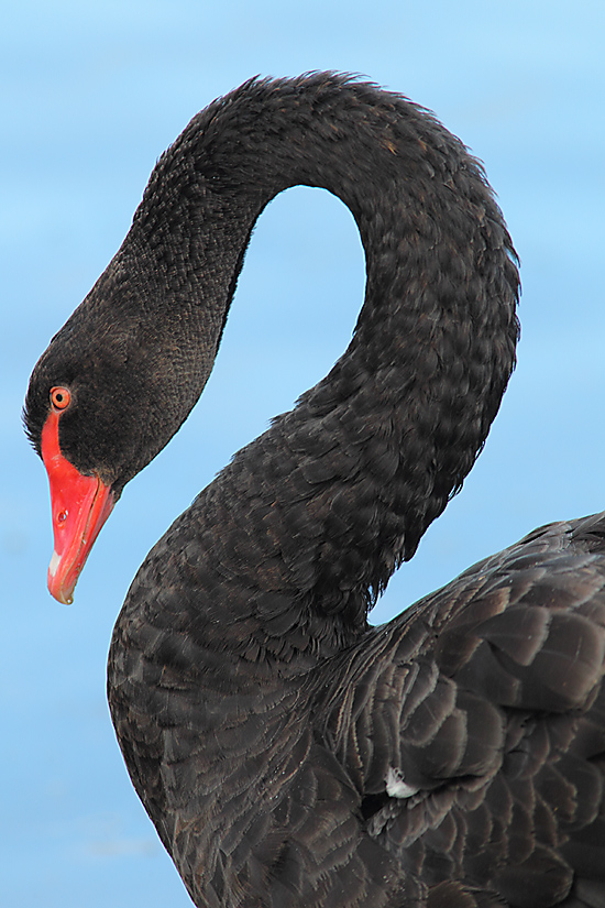 Black Swan 6691370