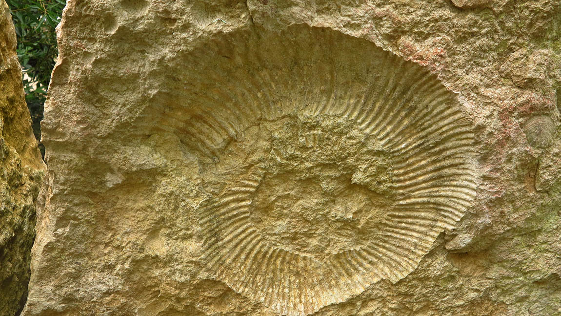 Ammonite a 1963445