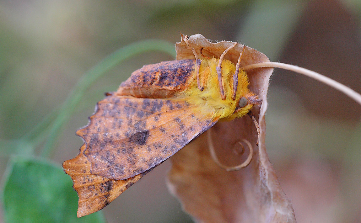 Canary Shouldered Thorn 7509466