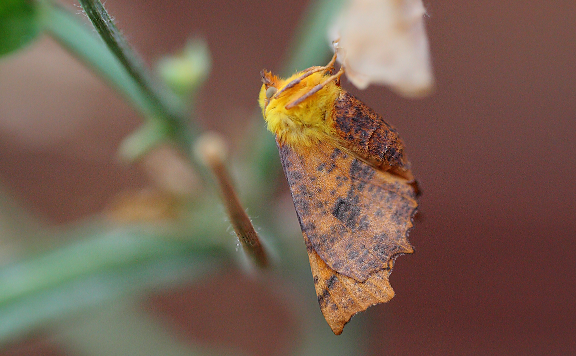Canary Shouldered Thorn 7527465