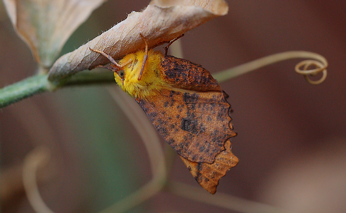 Canary Shouldered Thorn 7613474
