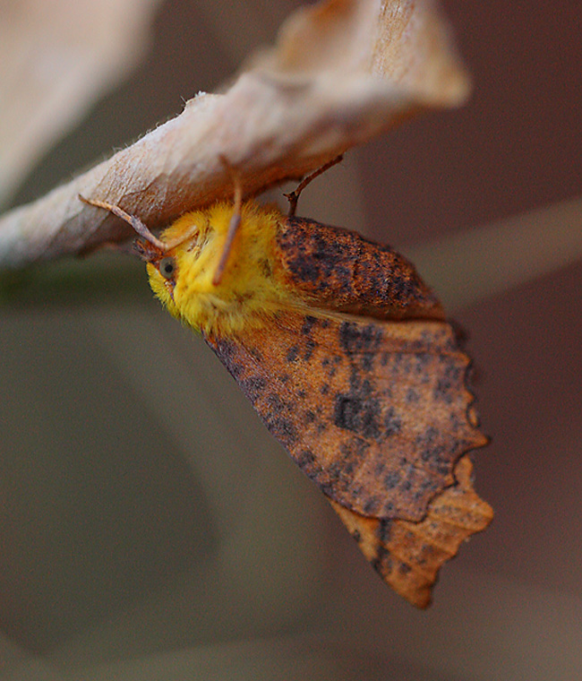Canary Shouldered Thorn 7614473