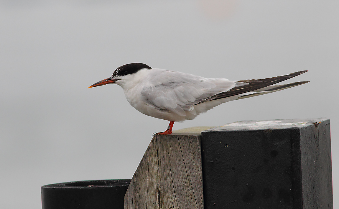 Common Tern a 7356441