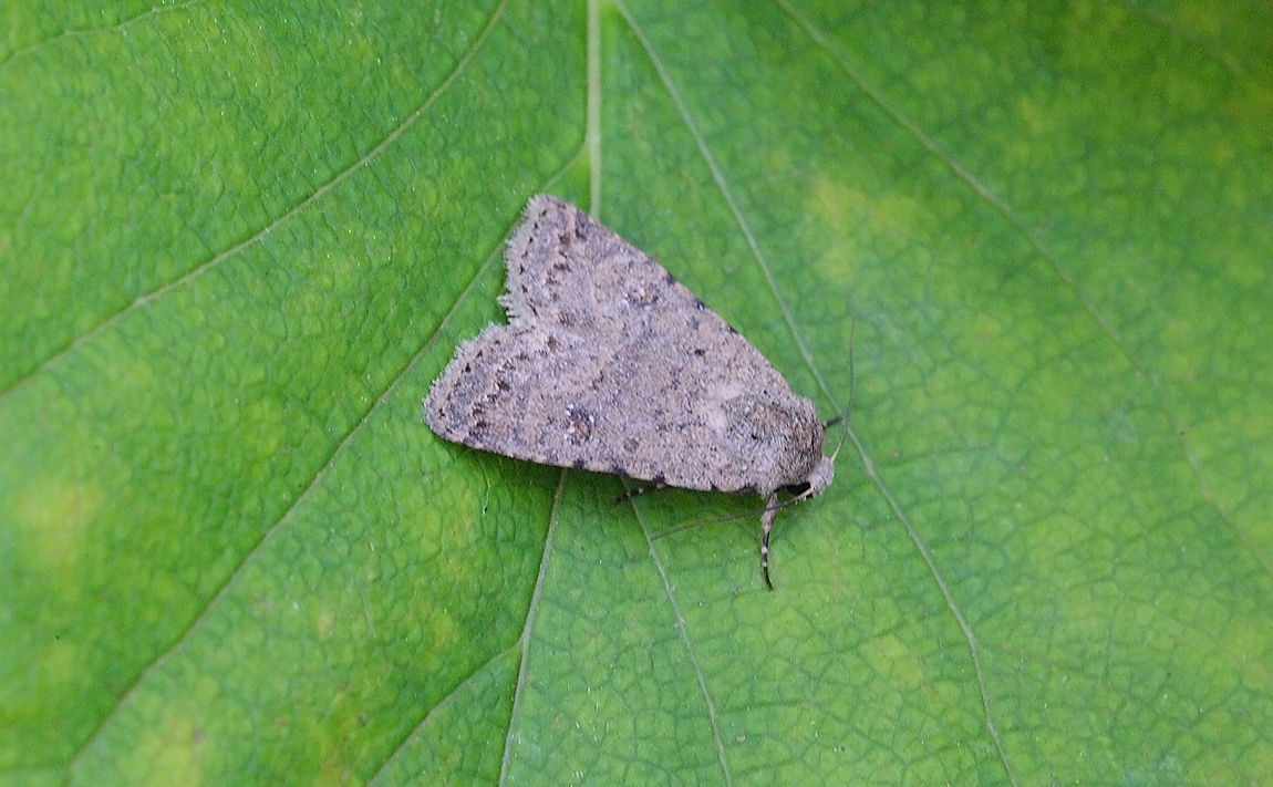 Pale Mottled WIllow 7543468
