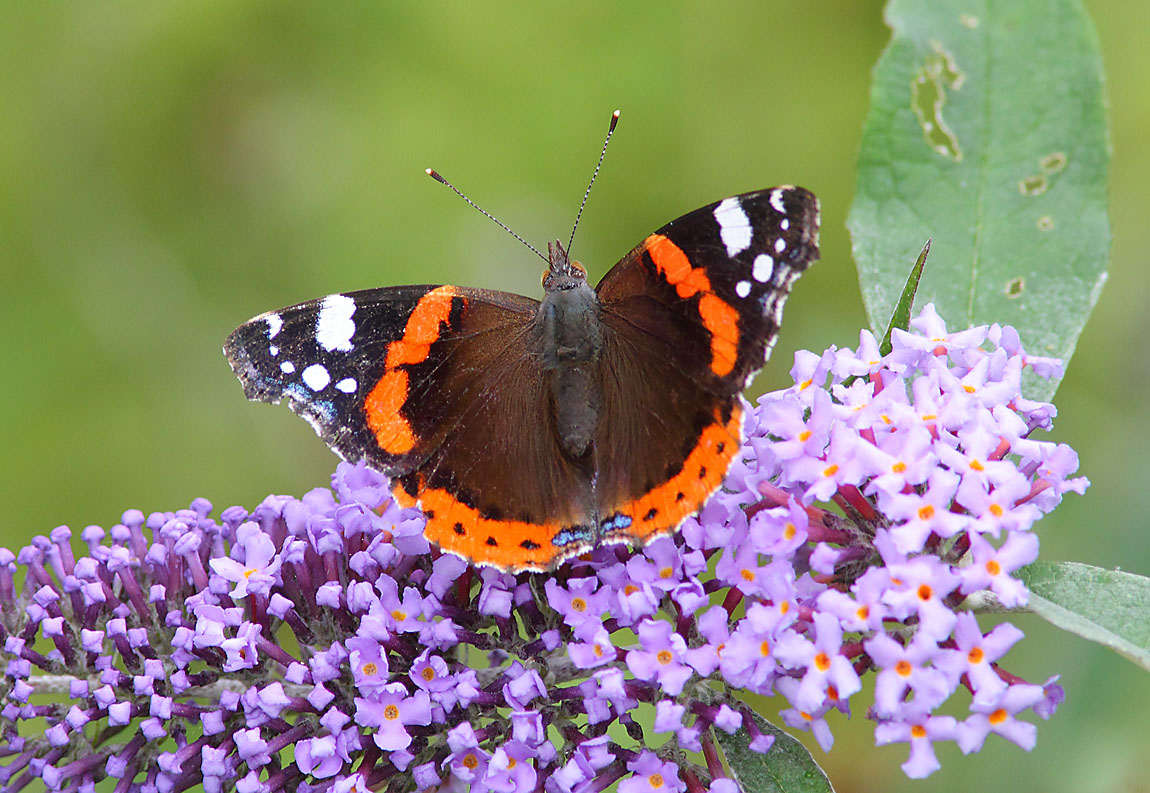 Red Admiral a 6809408
