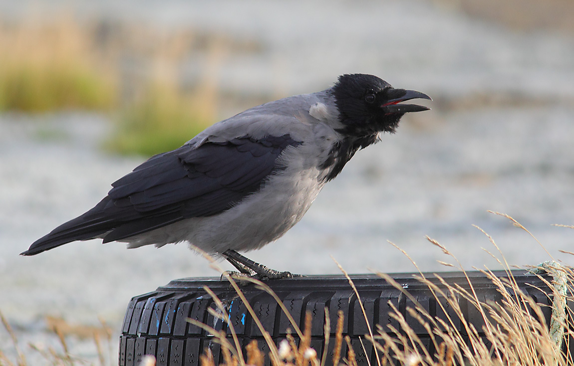 Hooded Crow  A 7948569