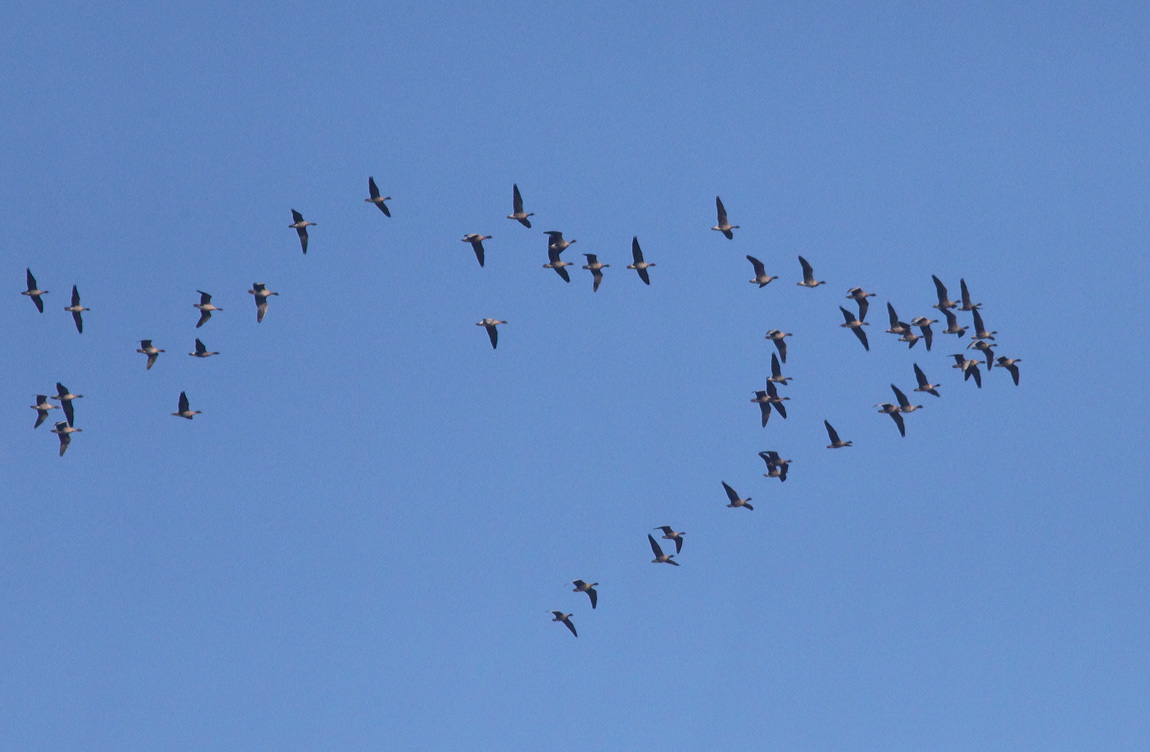 Pink-footed Geese 8898591