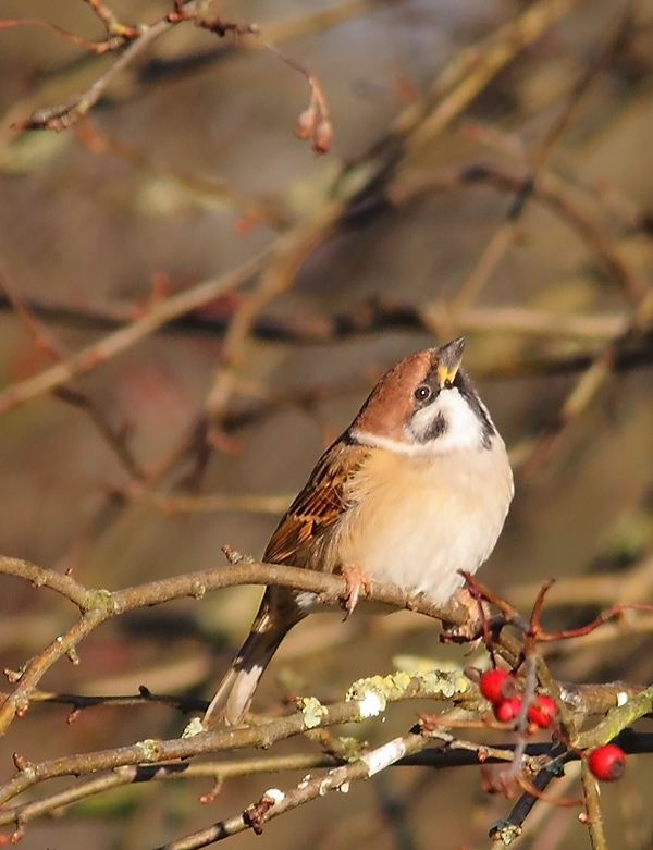 Tree Sparrow 0826796