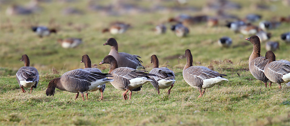 Pink-footed Geese 32081002