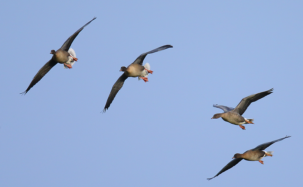 Pink-footed Geese 32141003