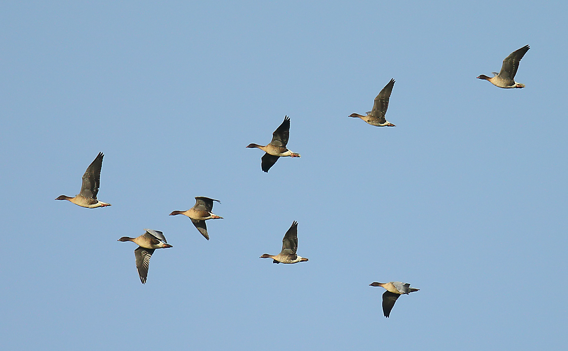 Pink-footed Geese 32571004