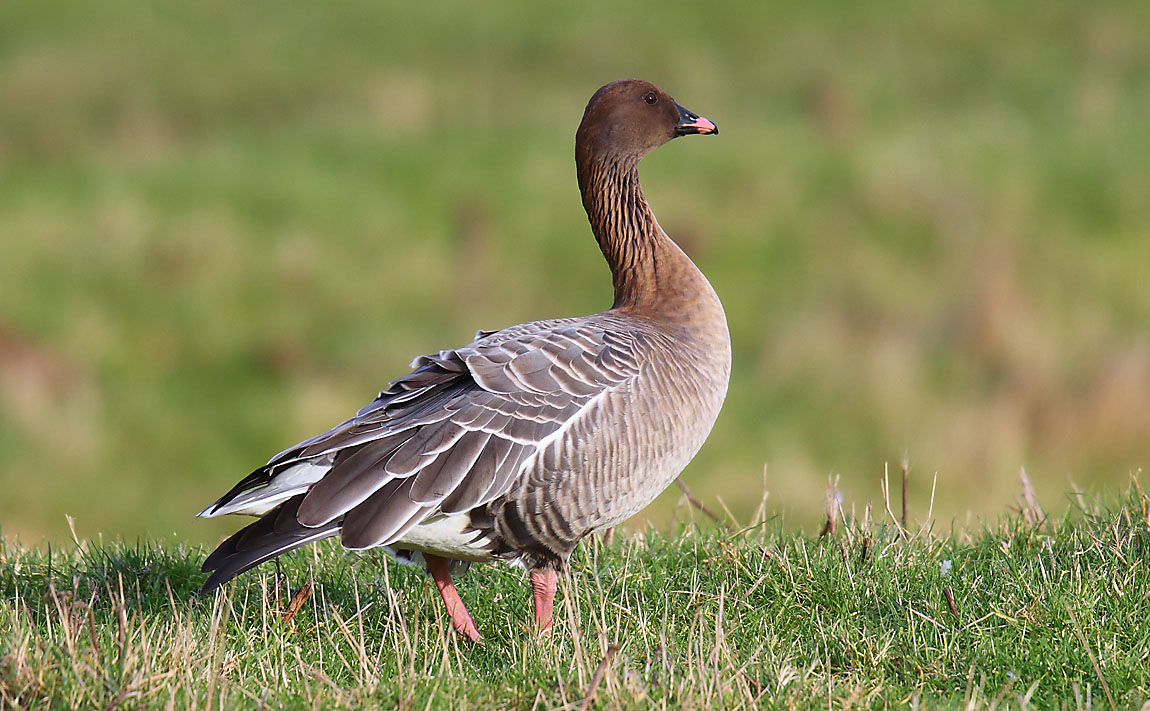 Pink-footed Goose 3192999